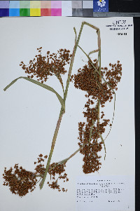 Cladium californicum image