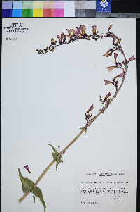 Penstemon bicolor image