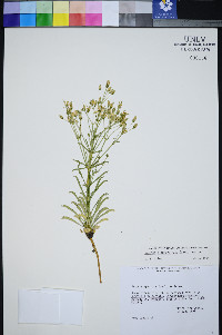 Frasera albomarginata image