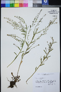 Lepidium montanum image