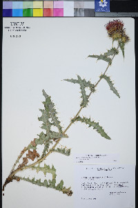 Cirsium arizonicum image