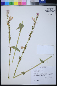 Penstemon palmeri image