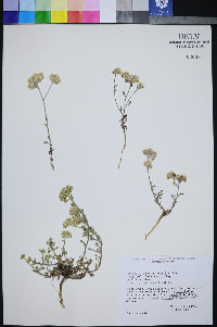 Ipomopsis congesta image
