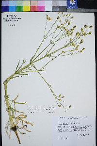 Frasera albomarginata image
