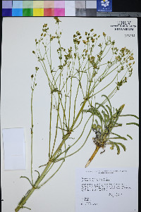 Frasera albomarginata image