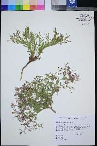 Rhinotropis subspinosa image