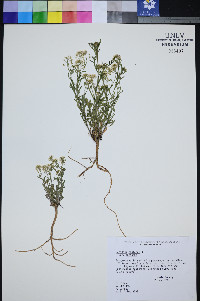 Lepidium montanum var. montanum image