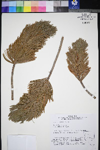 Pinus albicaulis image