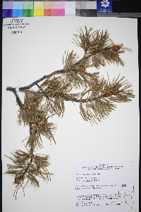Pinus albicaulis image