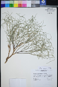 Astragalus pterocarpus image