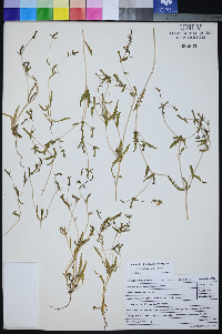 Mentzelia affinis image