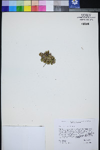 Lepidium nanum image