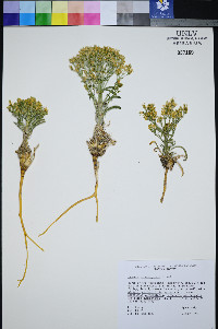 Frasera albomarginata image