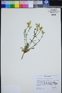 Frasera gypsicola image