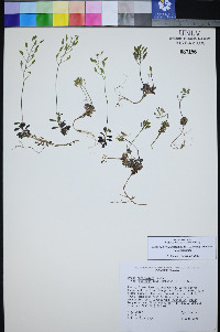 Draba pedicellata image