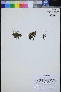 Erigeron uncialis image