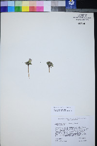 Townsendia jonesii var. jonesii image