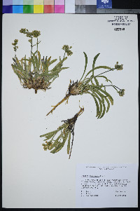 Frasera pahutensis image