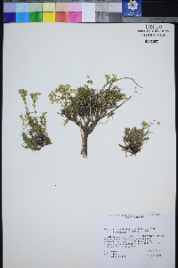 Eremogone congesta var. subcongesta image