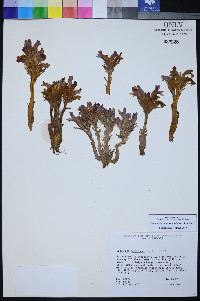 Orobanche californica image