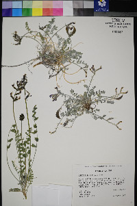 Astragalus amphioxys image