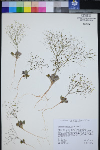 Eriogonum viscidulum image