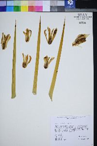 Yucca brevifolia image