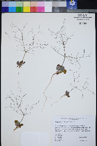 Eriogonum viscidulum image
