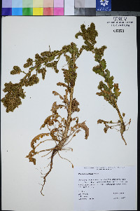 Phacelia anelsonii image