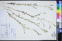 Cryptantha acrimuricata image