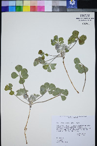 Pediomelum castoreum image