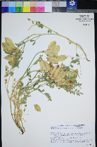 Astragalus oophorus var. oophorus image