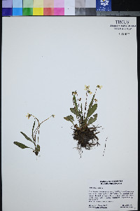 Viola lanceolata image