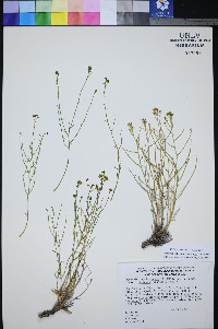 Perityle intricata image
