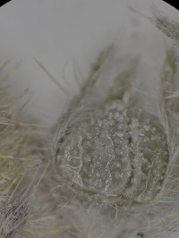 Cryptantha acrimuricata image