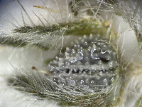 Cryptantha acrimuricata image