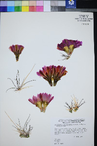 Sclerocactus polyancistrus image