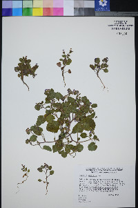 Phacelia mustelina image