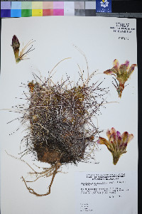 Sclerocactus polyancistrus image