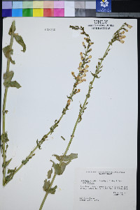 Penstemon bicolor subsp. bicolor image