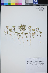 Linanthus arenicola image