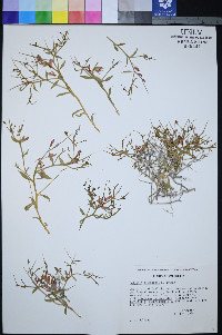 Rhinotropis subspinosa image
