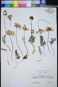 Cymopterus cinerarius image