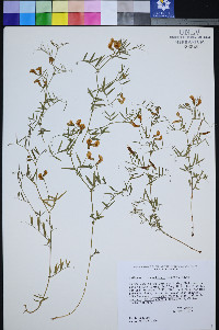 Lathyrus hitchcockianus image