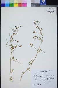 Lathyrus hitchcockianus image