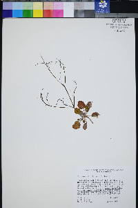 Eriogonum viscidulum image