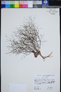 Eriogonum viscidulum image