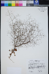 Eriogonum viscidulum image