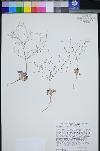 Eriogonum viscidulum image
