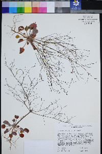 Eriogonum viscidulum image